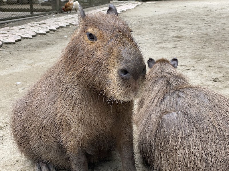 サユリワールド・市原ぞうの国～ANIMAL WONDER REZOURT～