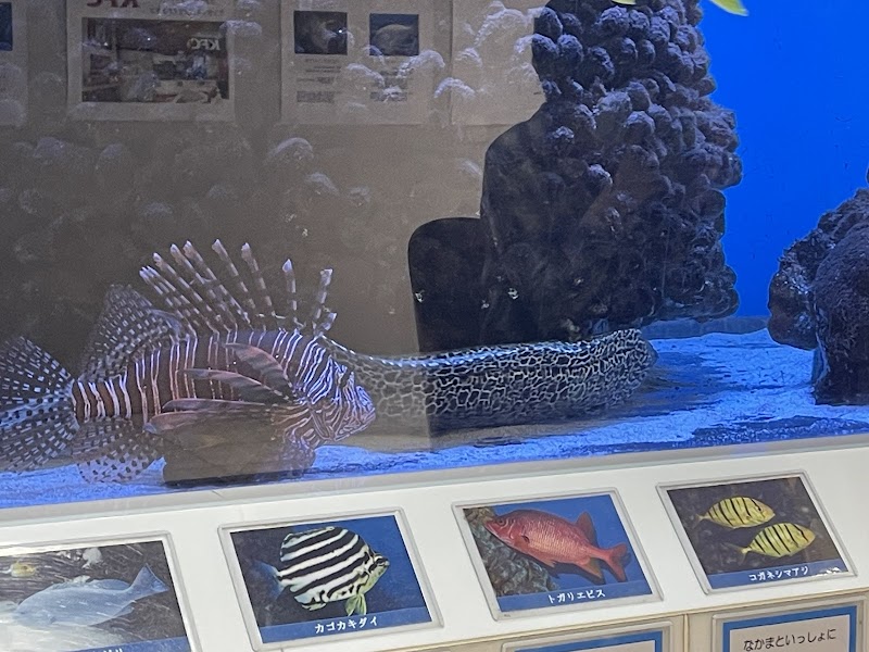 エルム水族館 の写真