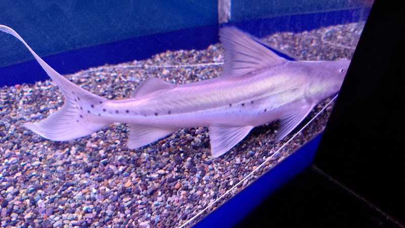 桐生が岡公園 水族館