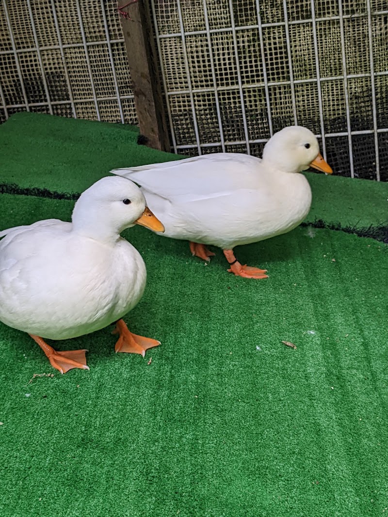庚申山ミニ動物園