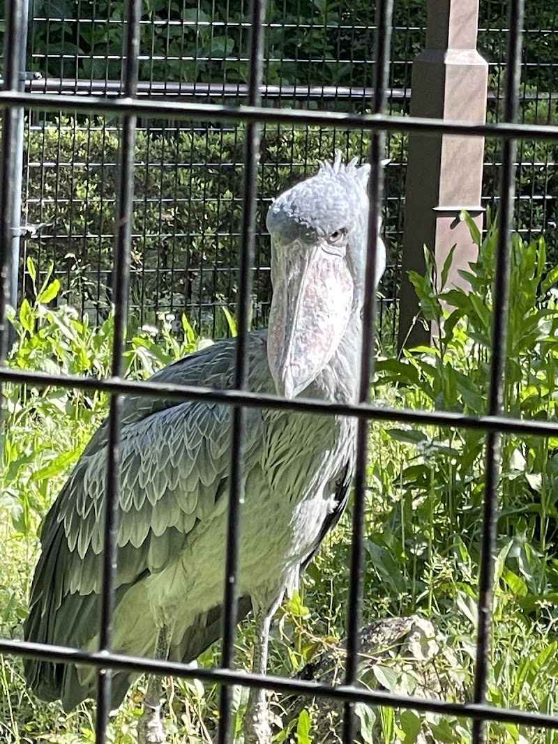 千葉市動物公園