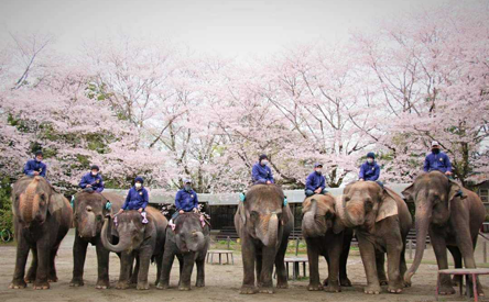 市原ぞうの国・サユリワールド～ANIMAL WONDER REZOURT～ の写真