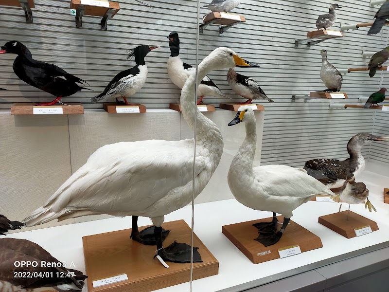 我孫子市 鳥の博物館