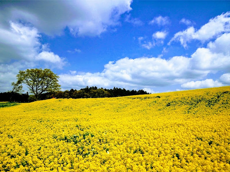 東京ドイツ村