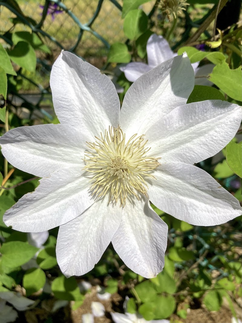 国立科学博物館筑波実験植物園