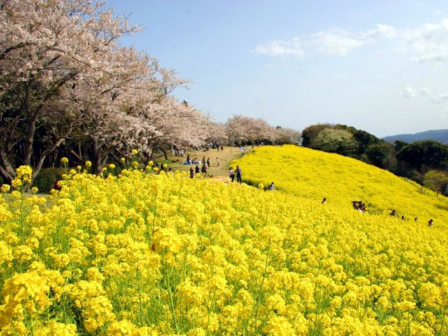 マザー牧場