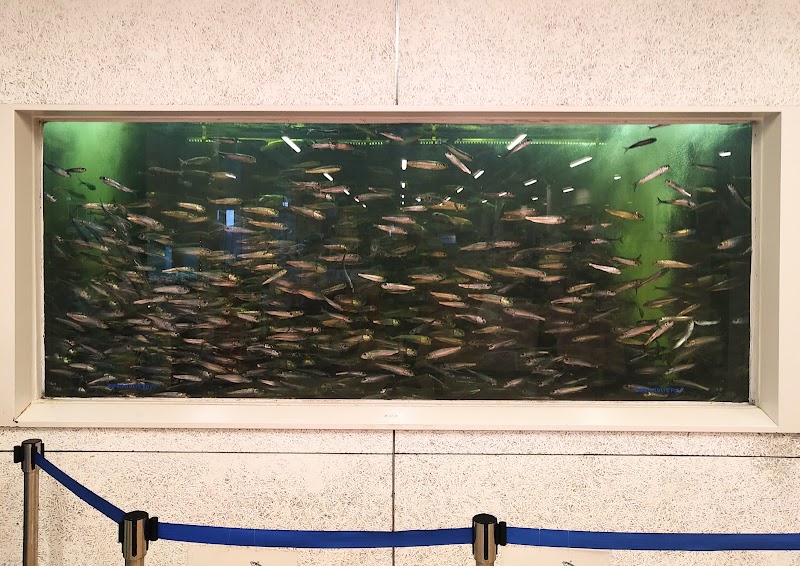いわし資料館（いわしの交流センター展示室) 海の駅九十九里