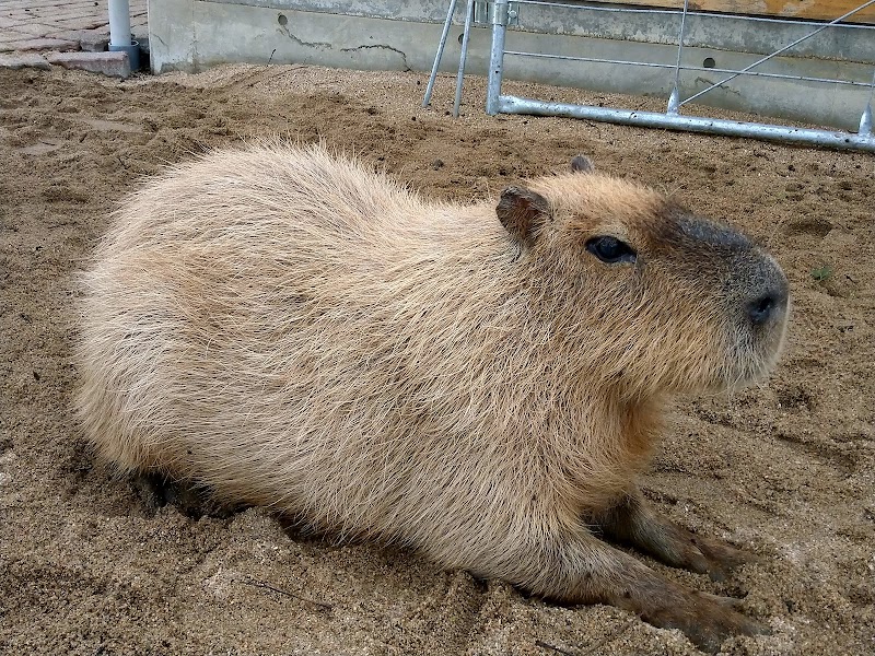 ふれあい牧場