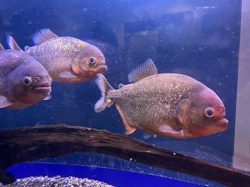 桐生が岡公園 水族館