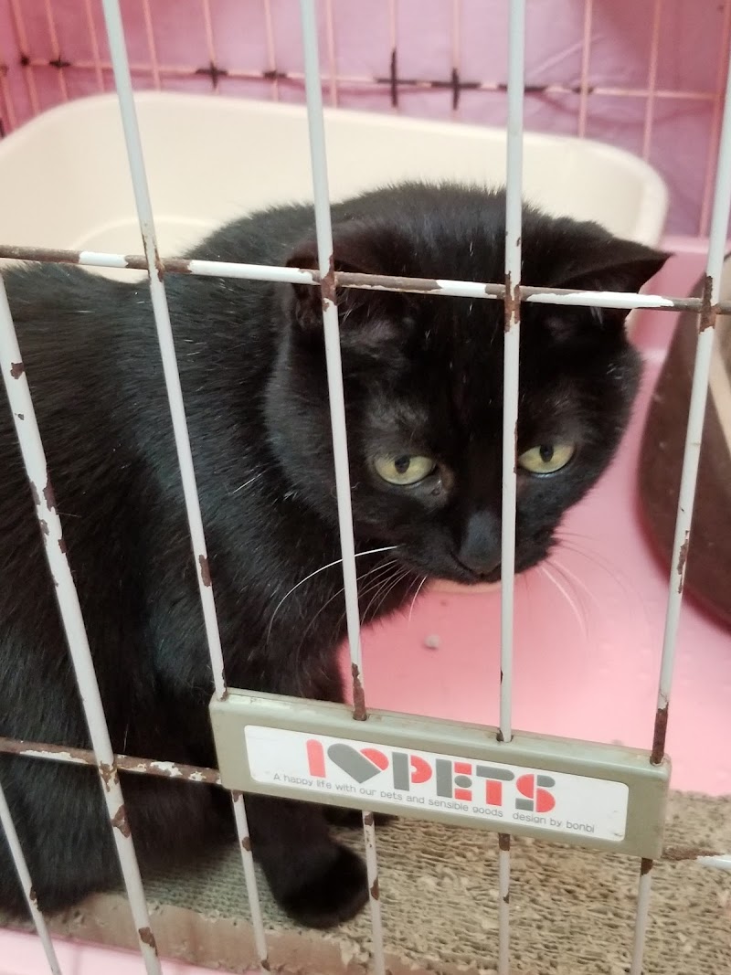 世界の猫グッズ博物館