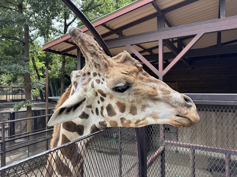 サユリワールド・市原ぞうの国～ANIMAL WONDER REZOURT～ の写真