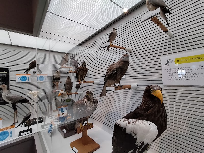 我孫子市 鳥の博物館