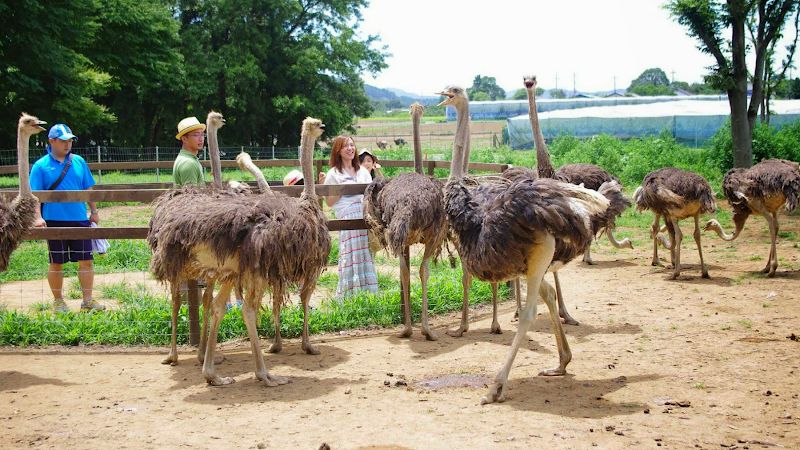 ダチョウ王国 石岡ファーム の写真