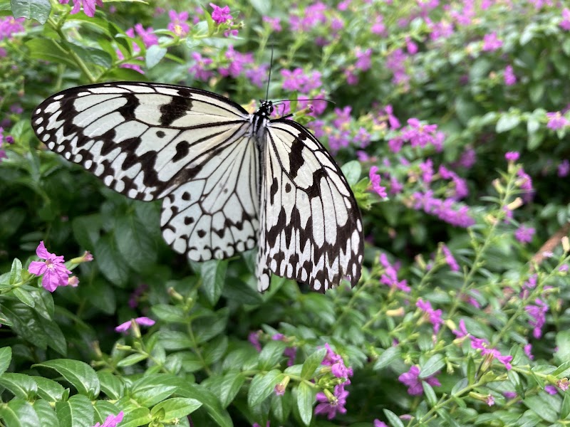 群馬県立ぐんま昆虫の森