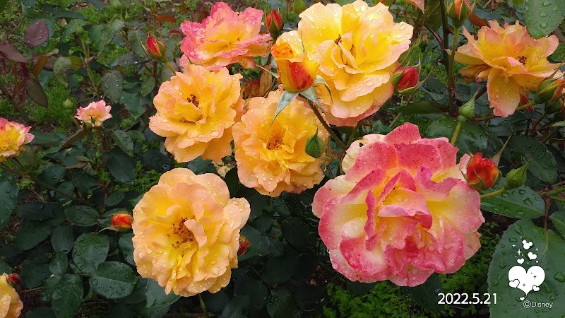 千葉市都市緑化植物園