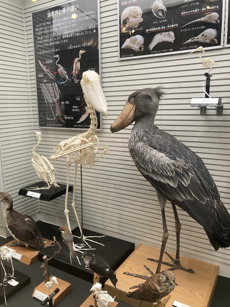 我孫子市 鳥の博物館