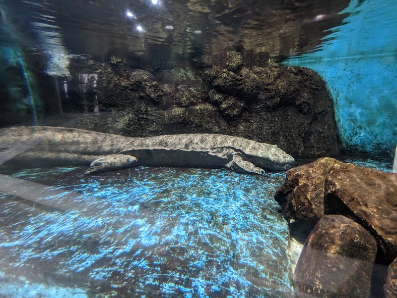 かすみがうら市 水族館