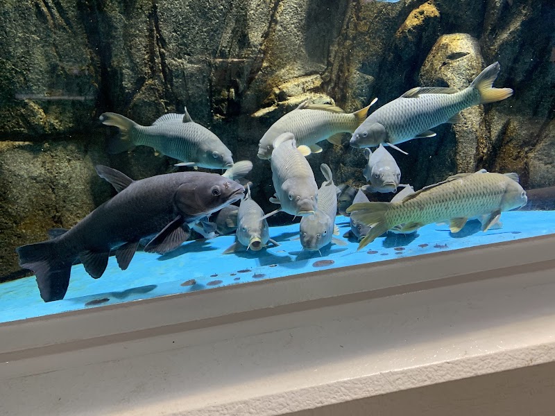 かすみがうら市 水族館