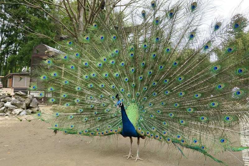 サユリワールド・市原ぞうの国～ANIMAL WONDER REZOURT～