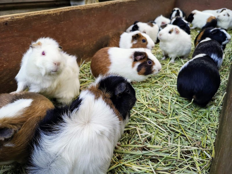 庚申山ミニ動物園 の写真