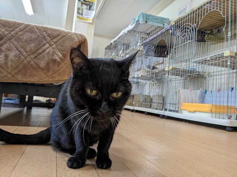 世界の猫グッズ博物館