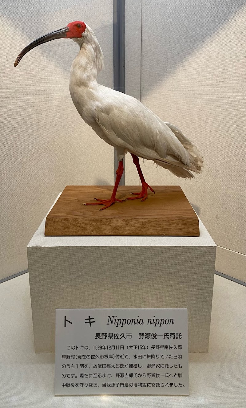 我孫子市 鳥の博物館