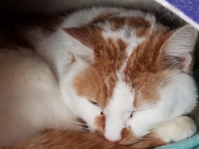 世界の猫グッズ博物館