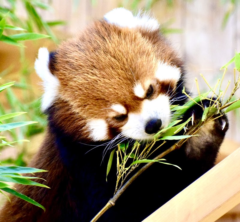 未来へはばたけ 山田製作所 桐生が岡動物園