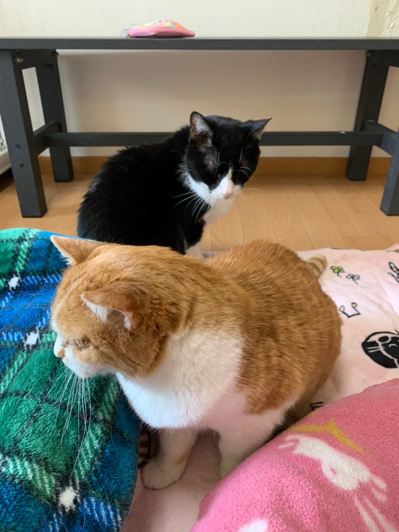 世界の猫グッズ博物館