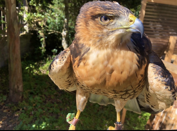 ふれあい動物園 ANIMA