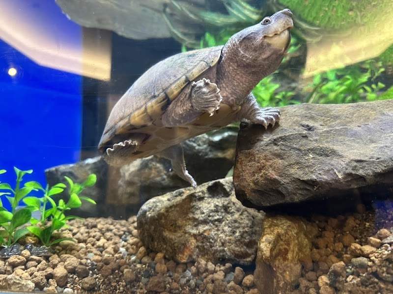 かすみがうら市 水族館