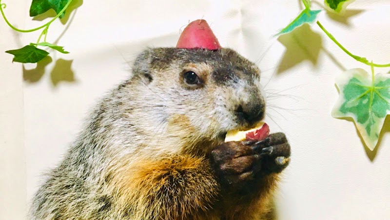ふれあい動物園 ANIMA の写真