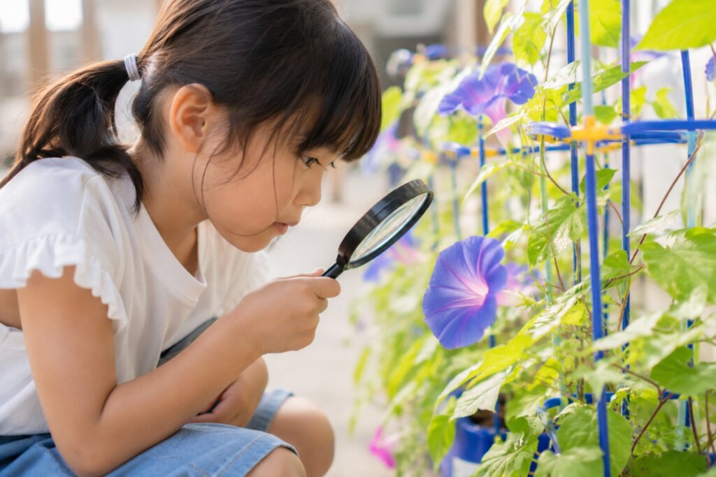 朝顔を観察する子供