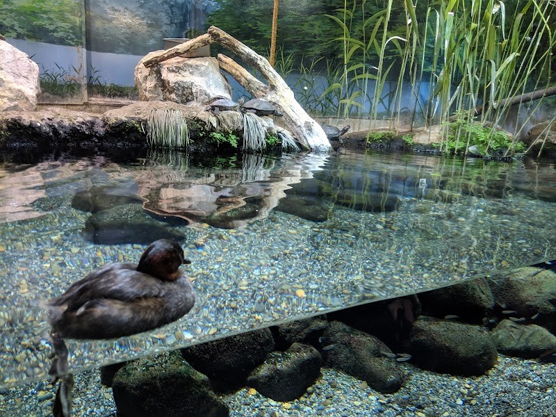 井の頭自然文化園 水生物館・・(@{Type=card; Url=https://futofura.com/spot/inokashira_shizen_aqua/; FinalUrl=https://futofura.com/spot/inokashira_shizen_aqua/; Title=井の頭自然文化園 水生物館 | 穴場おでかけスポット検索メディア【ふとふらっと】; SiteName=穴場おでかけスポット検索メディア【ふとふらっと】; Description=; ImageUrl=https://futofura.com/wp-content/uploads/2026/02/AJRVUZMX61ghVywIquI3gYAJetcAiBxP0Vv4bPa3flon9BiGyqJj_q9gXGYEHv3RR1psDl1woFoHlGB6cHmK2iIlbP5ZNY4kLNfgVx8NLvWEmsu42r75wOErNbyBs49HO60OCO-ALuDX3dp2o5ULs1600-w800.jpg; ImageSource=ogp; HostName=futofura.com}.Title)