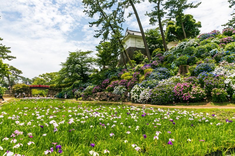 小田原城址公園 花菖蒲園・あじさいエリア・・(@{Type=card; Url=https://www.odawara-kankou.com/event/eventinfo/ajisai.html; FinalUrl=https://www.odawara-kankou.com/event/eventinfo/ajisai.html; Title=小田原城あじさい花菖蒲まつり | イベント-イベント情報 | リトルトリップ小田原　[小田原市観光協会]; SiteName=リトルトリップ小田原　[小田原市観光協会]; Description=小田原のオススメ観光スポットや体験施設やイベント情報など小田原観光にお得な情報を紹介しています。; ImageUrl=https://www.odawara-kankou.com/global-image/units/img/228836-0-20250509141600_b681d8f90e3e53.jpg; ImageSource=page-image; HostName=odawara-kankou.com}.Title)