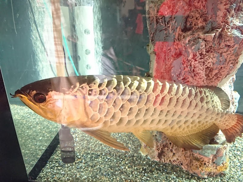 水遊びできる穴場スポット・・(@{Type=card; Url=https://futofura.com/spot/kiryugaoka_aquarium/; FinalUrl=https://futofura.com/spot/kiryugaoka_aquarium/; Title=桐生が岡公園 水族館 | 穴場おでかけスポット検索メディア【ふとふらっと】; SiteName=穴場おでかけスポット検索メディア【ふとふらっと】; Description=; ImageUrl=https://futofura.com/wp-content/uploads/2026/05/AJRVUZNXS9hmgnH7df4nG6V5FFeEH0ePCSegykVNxtAo1bmoKsjp-AwVR861qTC4shCNI_HrqH1nQdgp1WB9I599s7BKaOc72ifsJkl89AwIQhg6_VxeAahBZg0RpxSS2qummASMONKu79X5FpLpdAs1600-w800.jpg; ImageSource=ogp; HostName=futofura.com}.Title)