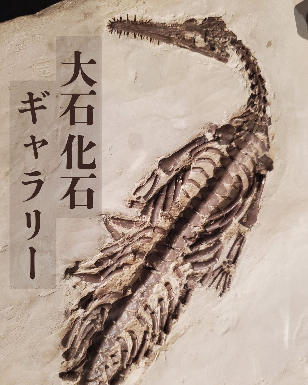 室内で楽しめる穴場スポット・・(@{Type=card; Url=https://futofura.com/media/009_oishi_kaseki/; FinalUrl=https://futofura.com/media/009_oishi_kaseki/; Title=大石化石ギャラリー｜都心で本物の化石に出会える！親子で楽しめる無料の穴場博物館 | 穴場おでかけスポット検索メディア【ふとふらっと】; SiteName=穴場おでかけスポット検索メディア【ふとふらっと】; Description=; ImageUrl=https://futofura.com/wp-content/uploads/2026/04/9top.jpg; ImageSource=ogp; HostName=futofura.com}.Title)