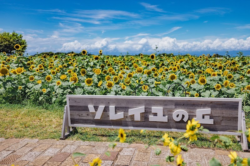 長井海の手公園ソレイユの丘・・(@{Type=card; Url=https://futofura.com/spot/soleil_hill/; FinalUrl=https://futofura.com/spot/soleil_hill/; Title=長井海の手公園ソレイユの丘 | 穴場おでかけスポット検索メディア【ふとふらっと】; SiteName=穴場おでかけスポット検索メディア【ふとふらっと】; Description=; ImageUrl=https://futofura.com/wp-content/uploads/2026/05/ANXAkqGbKqx_8r_BzRbk4GUet3WZCnN1kCcC6QgR12BiPtqgI1xGtH9PpM89lwH3qcZXpwImHh39rtgb_VKxgjUtL8VTkiJBQ_zdF-As1600-w800.jpg; ImageSource=ogp; HostName=futofura.com}.Title)