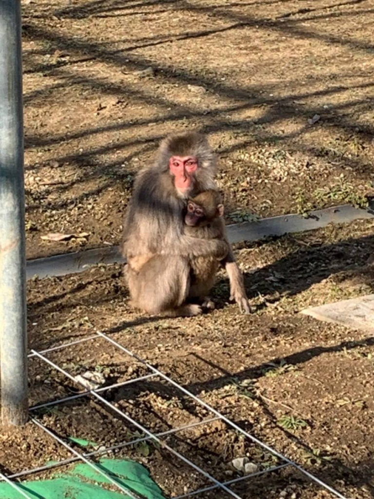 高宕山自然動物園のニホンザル