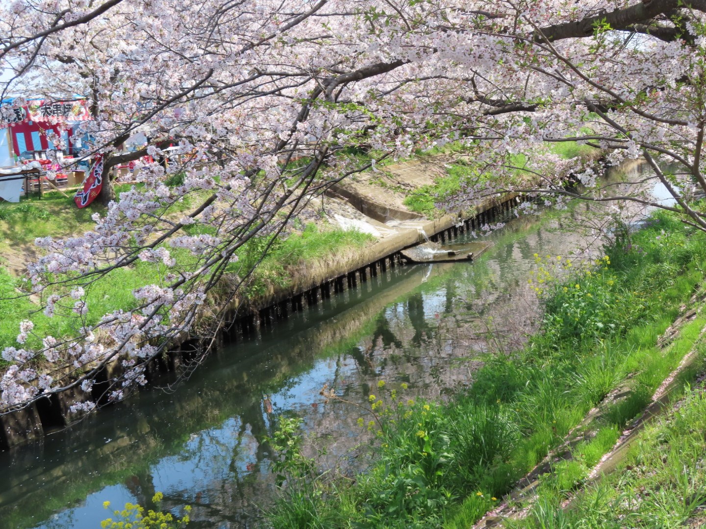 海老川ジョギングロード・・(@{Type=card; Url=https://funakan.or.jp/tourism/755469/; FinalUrl=https://funakan.or.jp/tourism/755469/; Title=海老川ジョギングロード | 船橋市観光協会; SiteName=船橋市観光協会; Description=; ImageUrl=https://funakan.or.jp/wp-content/uploads/2025/10/20240411091718_IMG_0910.jpg; ImageSource=ogp; HostName=funakan.or.jp}.Title)