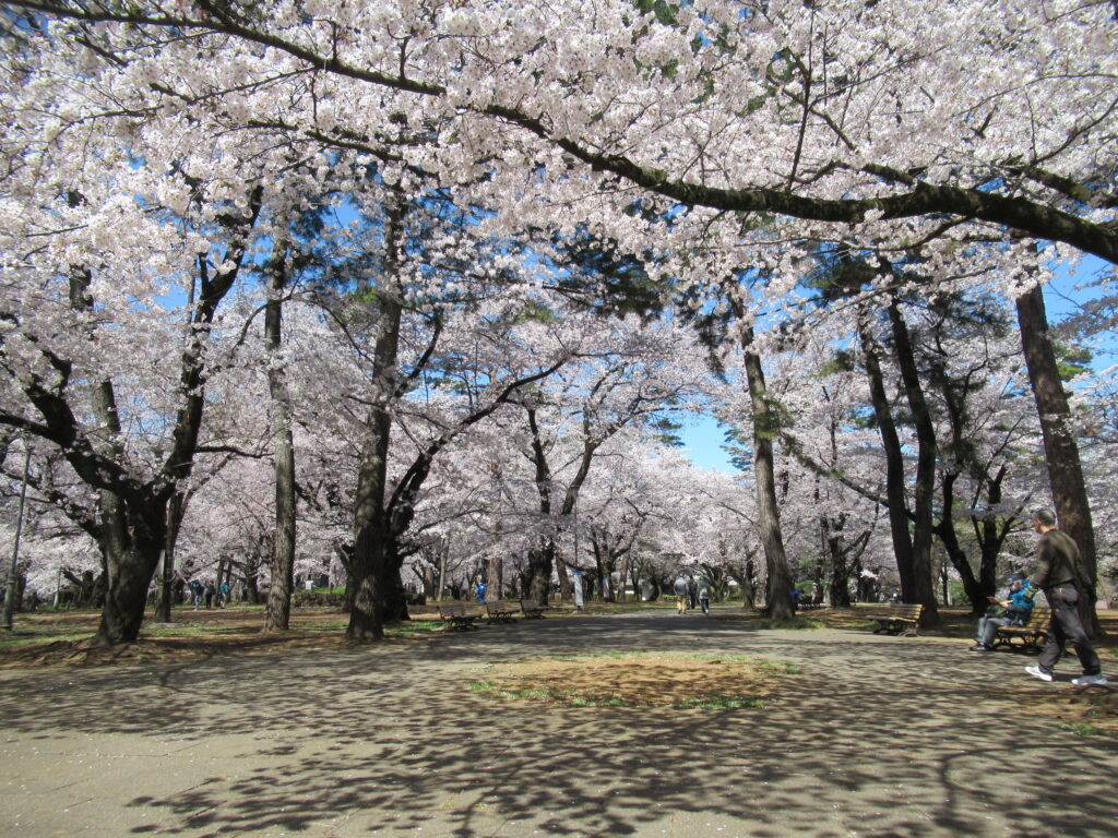 大宮公園