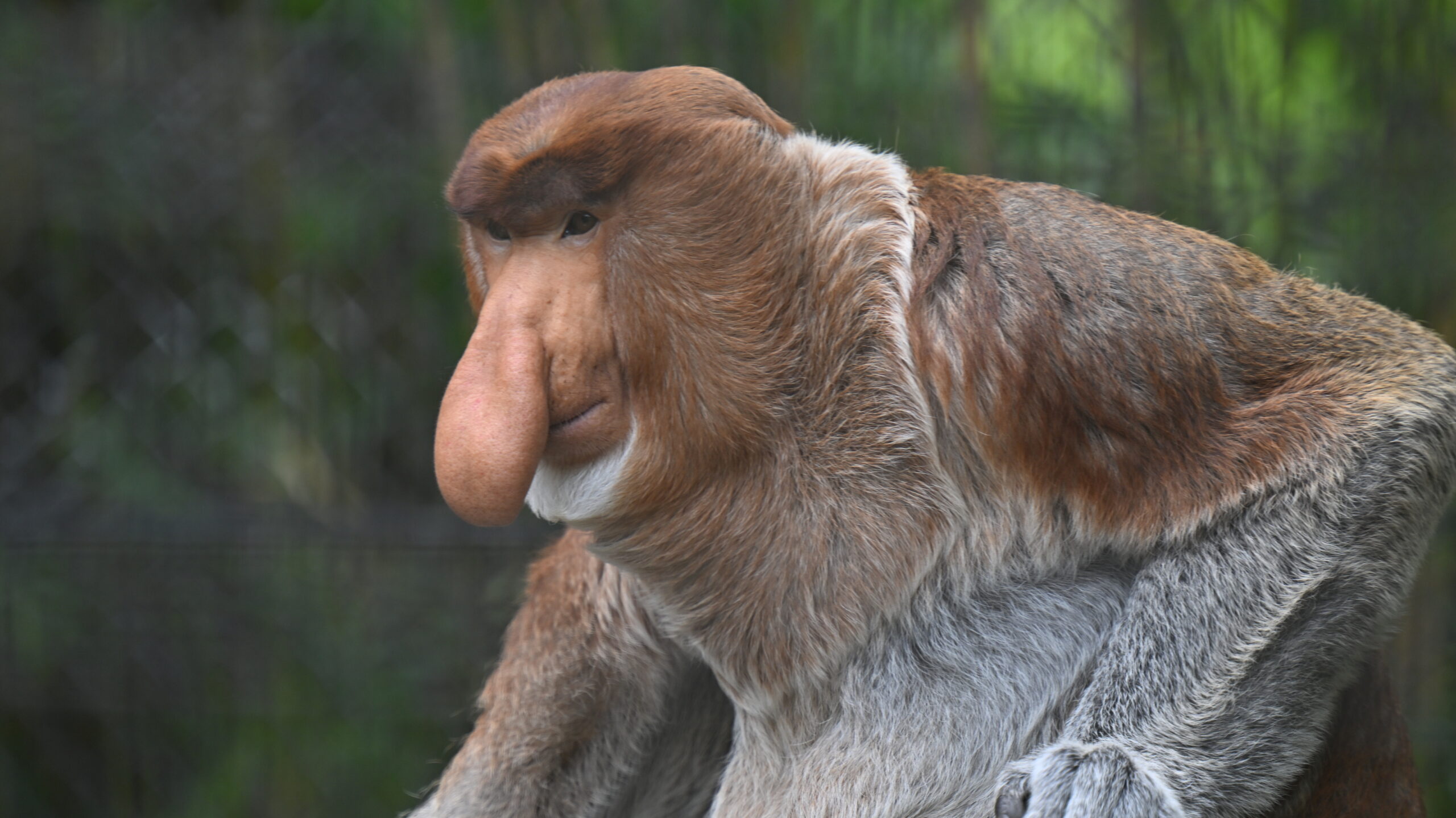 横浜動物の森公園（よこはま動物園ズーラシア）
