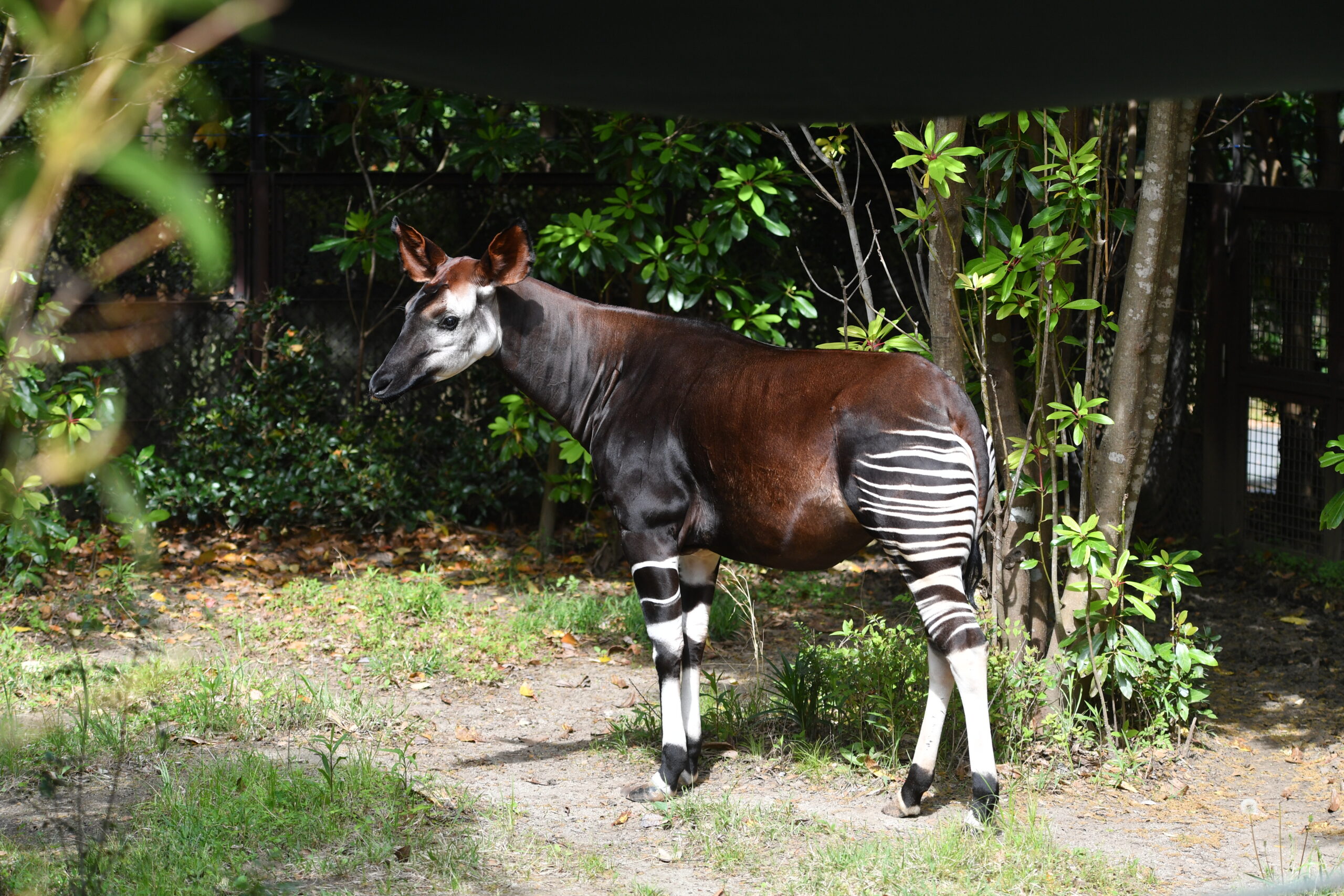 横浜動物の森公園（よこはま動物園ズーラシア）